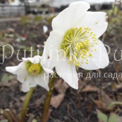 Морозник черный St. Teresa (Helleborus niger St. Teresa)